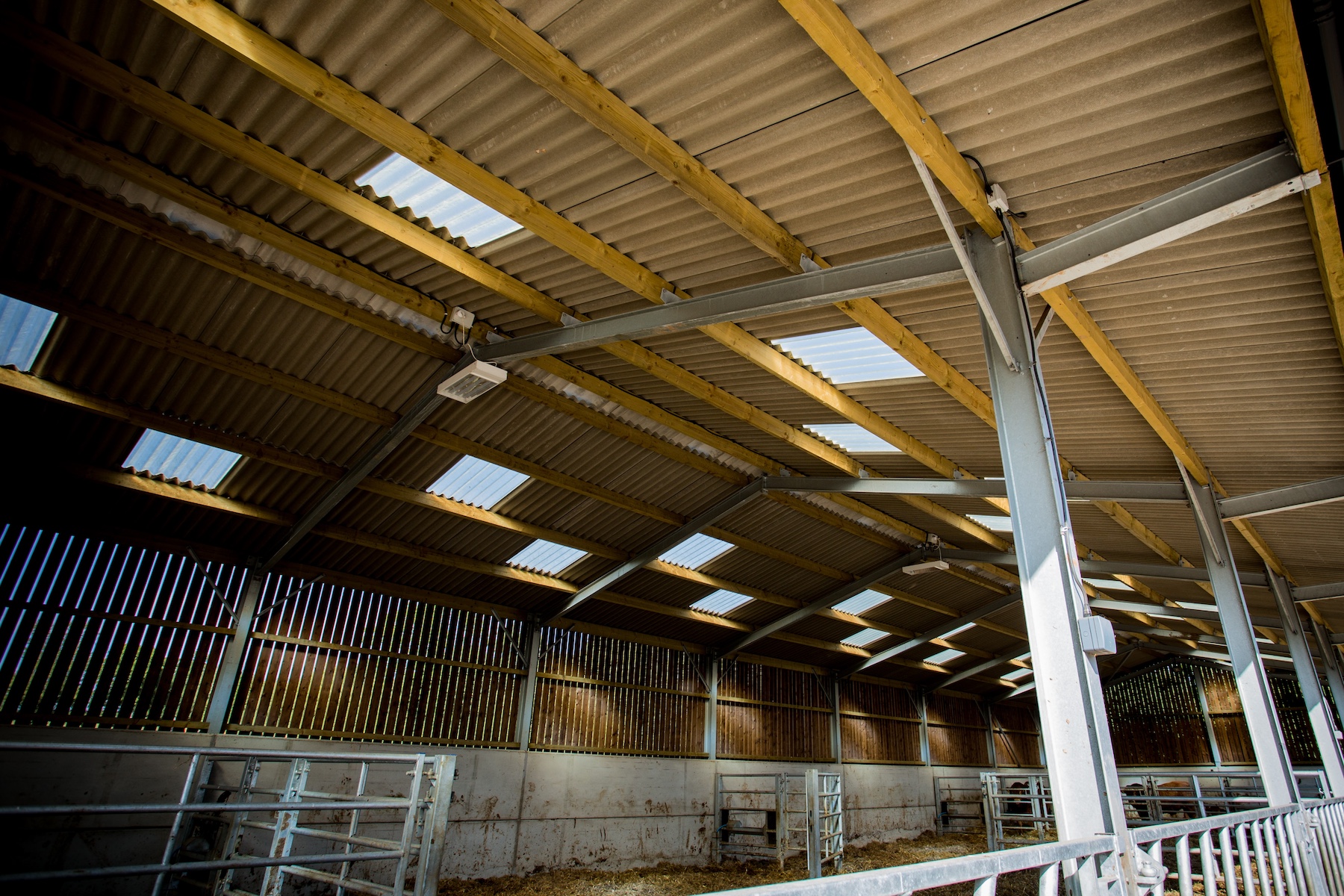 Steel-framed cattle shed building